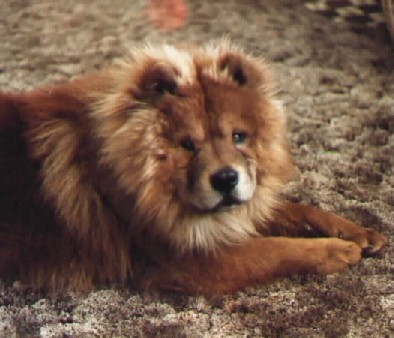 Yogi (Bear) Frain