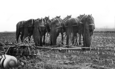 Tom Steven's horses