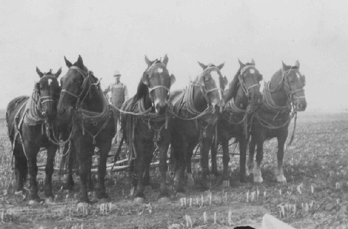 Tom Stevens & horses (Patch, Blackie, Red, Bess, Brownie, Colt)