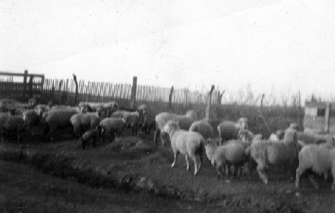 Dad's sheep - (Charlotte Stevens) I tried to get Lucille and her twins but couldn't  so I took a picture of some of the others.